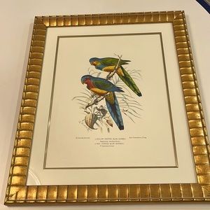 Vintage H Gromvold lithograph of Australian Parakeets